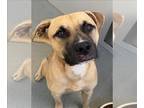 Black Mouth Cur DOG FOR ADOPTION RGADN-1392200 - SKEETER - Black Mouth Cur