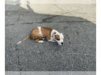 Boxer Mix DOG FOR ADOPTION RGADN-1392205 - HENRY - Boxer / Mixed (medium coat)