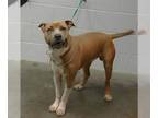 Boxer Mix DOG FOR ADOPTION RGADN-1392208 - MORMONT - Boxer / Mixed (medium coat)