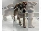 Siberian Husky DOG FOR ADOPTION RGADN-1392209 - EMMA - Siberian Husky (medium