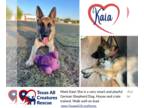 German Shepherd Dog DOG FOR ADOPTION RGADN-1392214 - Kaia - German Shepherd Dog