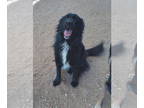 Border Collie Mix DOG FOR ADOPTION RGADN-1392220 - Vicki - Border Collie / Mixed
