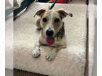 Labrador Retriever DOG FOR ADOPTION RGADN-1392223 - Lady - Labrador Retriever /
