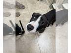 American Pit Bull Terrier-Dachshund Mix DOG FOR ADOPTION RGADN-1392225 - Willy