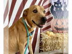 Labrador Retriever Mix DOG FOR ADOPTION RGADN-1392227 - Bailey - Labrador