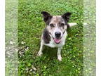 Beagle DOG FOR ADOPTION RGADN-1392245 - Lady E - Beagle / English Pointer (short
