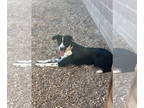 Border Collie DOG FOR ADOPTION RGADN-1392249 - Shasta Daisy 60107 - Border
