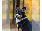 Huskies -Pembroke Welsh Corgi Mix DOG FOR ADOPTION RGADN-1392253 - Echo - Corgi