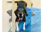 Labbe DOG FOR ADOPTION RGADN-1392258 - *TRIPP - Beagle / Labrador Retriever /