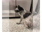 German Wirehaired Pointer Mix DOG FOR ADOPTION RGADN-1392266 - Tootsie Roll -