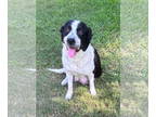 Bordernese DOG FOR ADOPTION RGADN-1392267 - Muffin - Border Collie / Bernese