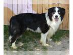 Australian Kelpie-Border Collie Mix DOG FOR ADOPTION RGADN-1392327 - CHICAGO -