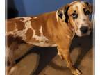 Coonhound-Great Dane Mix DOG FOR ADOPTION RGADN-1392340 - Scappie - Great Dane /