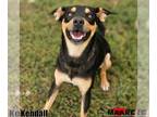 Miniature Pinscher Mix DOG FOR ADOPTION RGADN-1392342 - Kendall - Shepherd /