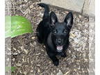 Schipperke Mix DOG FOR ADOPTION RGADN-1392343 - Prada - Schipperke / Mixed Dog
