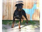 Rottweiler DOG FOR ADOPTION RGADN-1392355 - PRINCESS PEACH - Rottweiler (medium