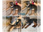 Rotterman DOG FOR ADOPTION RGADN-1392356 - Eclipse - Doberman Pinscher /