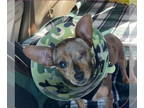 Chiweenie DOG FOR ADOPTION RGADN-1392359 - Juliet-in foster home - Dachshund /