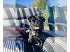 Pug DOG FOR ADOPTION RGADN-1392364 - Winston - Pug (short coat) Dog For Adoption