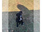 Labrador Retriever-Mountain Cur Mix DOG FOR ADOPTION RGADN-1392392 - Lake -