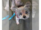 Poodle (Miniature) Mix DOG FOR ADOPTION RGADN-1392397 - Oscar - Yorkshire