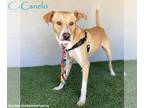 Carolina Dog Mix DOG FOR ADOPTION RGADN-1392399 - Canelo - Carolina Dog / Mixed