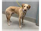 Pointer Mix DOG FOR ADOPTION RGADN-1392403 - *LINUS - Pointer / Mixed (medium