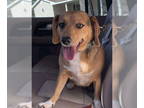 Beagle DOG FOR ADOPTION RGADN-1392407 - Charlie Bob - Beagle Dog For Adoption