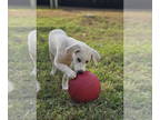 Golden Labrador DOG FOR ADOPTION RGADN-1392422 - Katy Lonestar - Labrador