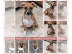Dachshund-Mountain Cur Mix DOG FOR ADOPTION RGADN-1392427 - HANNA - Dachshund /