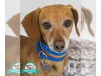 Dachshund DOG FOR ADOPTION RGADN-1392430 - Anton - Dachshund Dog For Adoption