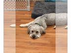 Bearded Collie Mix DOG FOR ADOPTION RGADN-1392432 - Griffin - Bearded Collie /