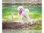 Havanese Mix DOG FOR ADOPTION RGADN-1392433 - Lola - Havanese / Mixed (medium
