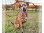Mountain Cur Mix DOG FOR ADOPTION RGADN-1392434 - Grover - Mountain Cur / Mixed