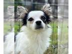 Papillon Mix DOG FOR ADOPTION RGADN-1392435 - Enzo - Papillon / Mixed (long