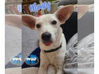 Jack Russell Terrier Mix DOG FOR ADOPTION RGADN-1392437 - Monty - Jack Russell