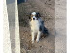 Australian Shepherd DOG FOR ADOPTION RGADN-1392438 - Ozzy #3 - Australian