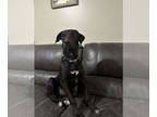 Labrador Retriever Mix DOG FOR ADOPTION RGADN-1392445 - Naomi - Labrador