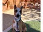 Australian Kelpie Mix DOG FOR ADOPTION RGADN-1392446 - BRUNO - Australian Kelpie