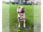 American Staffordshire Terrier DOG FOR ADOPTION RGADN-1392455 - Brooklyn -