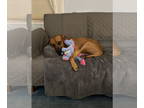 Boxer Mix DOG FOR ADOPTION RGADN-1392460 - Bocephus - Boxer / Mixed Dog For