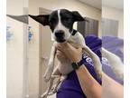 Italian Greyhound Mix DOG FOR ADOPTION RGADN-1392475 - KRACKEL - Jack Russell