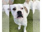 Boxer DOG FOR ADOPTION RGADN-1392480 - DANI - Boxer (medium coat) Dog For