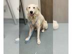 Labrenees DOG FOR ADOPTION RGADN-1392486 - CASPER - Labrador Retriever / Great