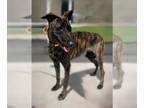 Borzoi-Dutch Shepherd Mix DOG FOR ADOPTION RGADN-1392505 - MERCY - Dutch