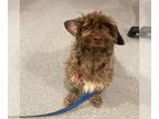 Poodle (Miniature) Mix DOG FOR ADOPTION RGADN-1392506 - SAIJA - Yorkshire