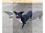 Labrador Retriever Mix DOG FOR ADOPTION RGADN-1392507 - *LYDIA - Labrador