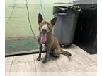Australian Kelpie Mix DOG FOR ADOPTION RGADN-1392523 - MALEFICENT - Australian