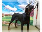 Doberman Pinscher DOG FOR ADOPTION RGADN-1392525 - RAMON - Doberman Pinscher