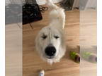Great Pyrenees DOG FOR ADOPTION RGADN-1392534 - Jack - Great Pyrenees (long